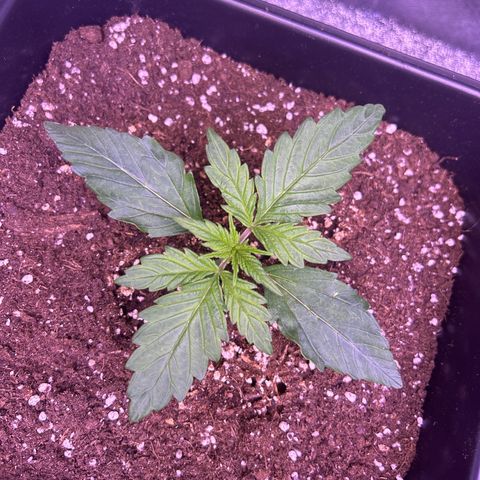 Wedding Cake Auto growlog timeline photo