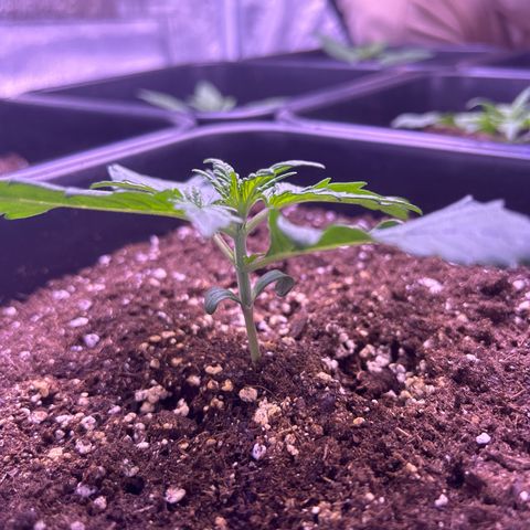 Wedding Cake Auto growlog timeline photo