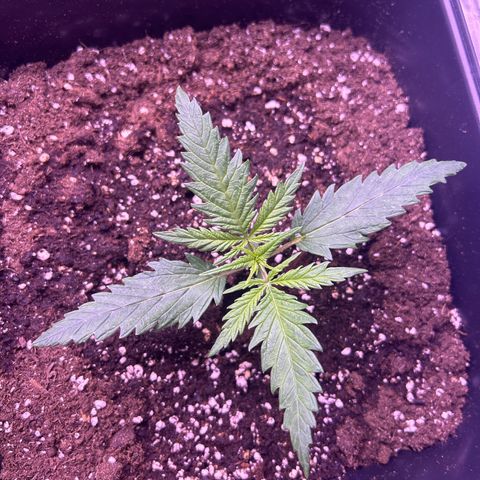 Royal Kush Automatic growlog timeline photo