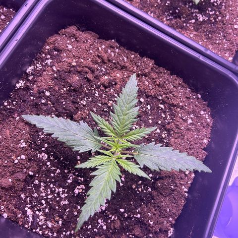 Royal Kush Automatic growlog timeline photo