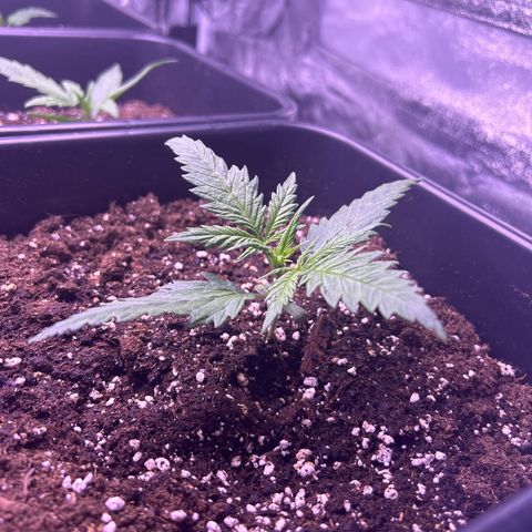 Royal Kush Automatic growlog timeline photo