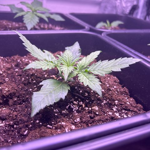 Royal Cheese Automatic growlog timeline photo