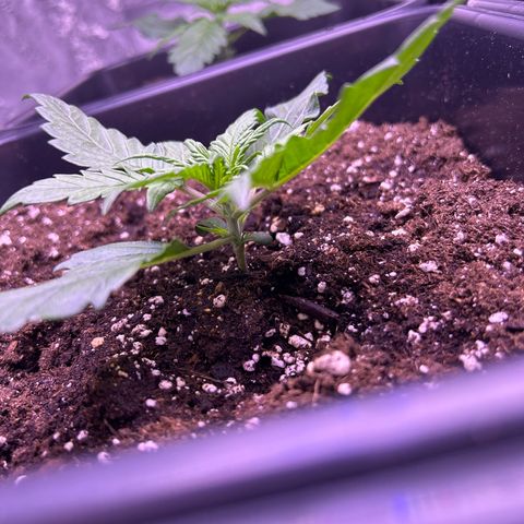 Royal Cheese Automatic growlog timeline photo