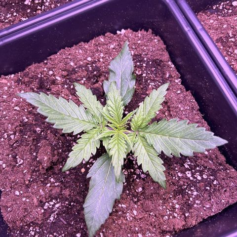 Royal Cheese Automatic growlog timeline photo