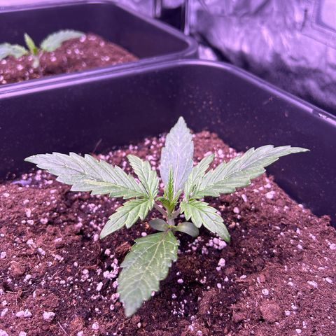 Grape Ape growlog timeline photo