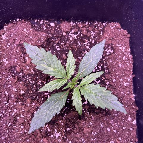 Grape Ape growlog timeline photo