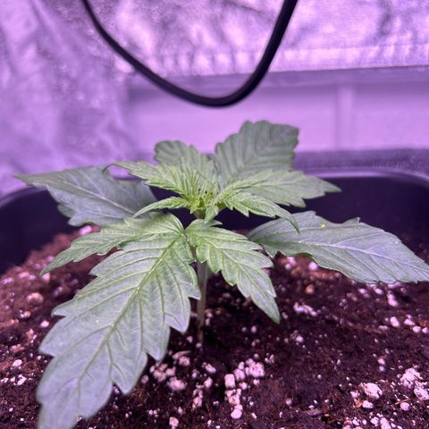 Wedding Cake Auto growlog timeline photo