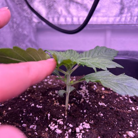 Wedding Cake Auto growlog timeline photo