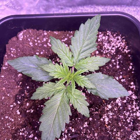 Wedding Cake Auto growlog timeline photo