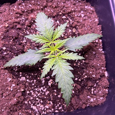 Royal Kush Automatic growlog timeline photo