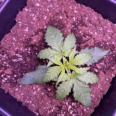 Royal Cheese Automatic growlog timeline photo