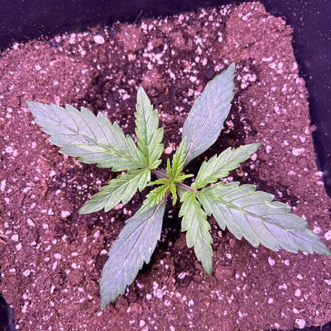 Grape Ape growlog timeline photo