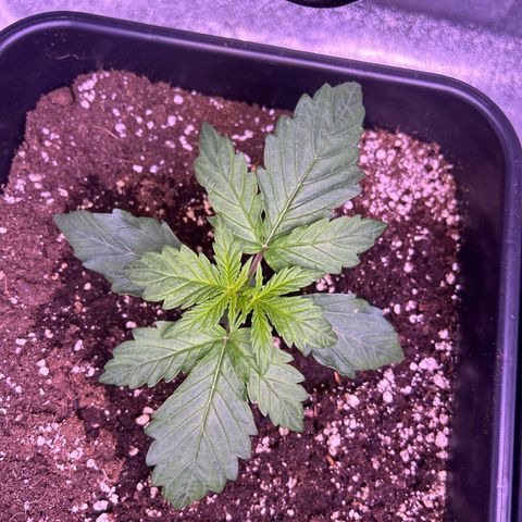 Wedding Cake Auto growlog timeline photo