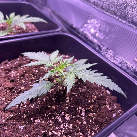 Royal Kush Automatic growlog timeline photo