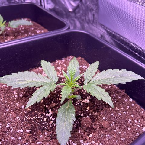 Grape Ape growlog timeline photo
