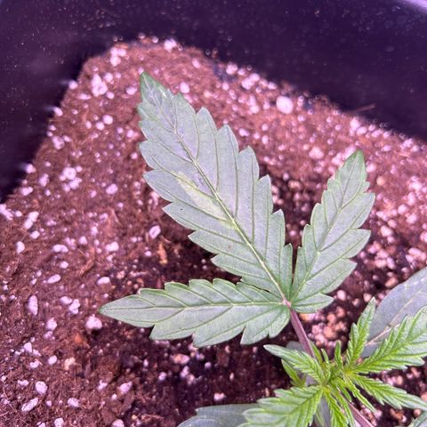 Grape Ape growlog timeline photo
