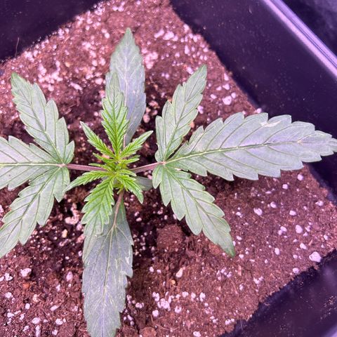 Grape Ape growlog timeline photo