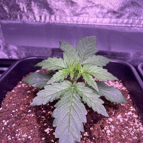 Wedding Cake Auto growlog timeline photo