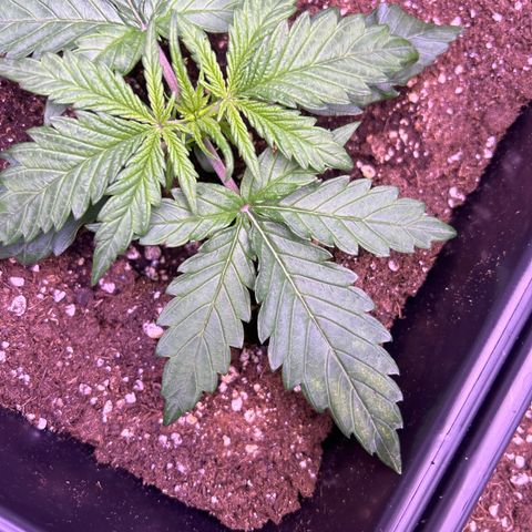 Royal Cheese Automatic growlog photo: Leicht gelbe Blätter und wellige Blätter 