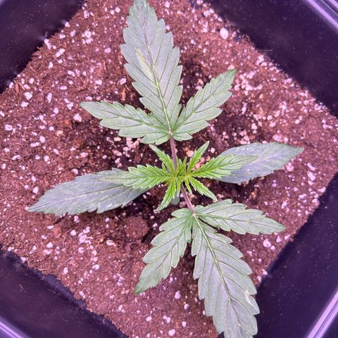 Grape Ape growlog timeline photo