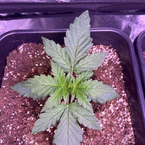 Wedding Cake Auto growlog timeline photo