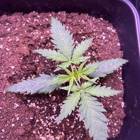 Royal Kush Automatic growlog timeline photo