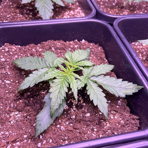 Royal Cheese Automatic growlog photo: Leicht gelbe Blätter und wellige Blätter 