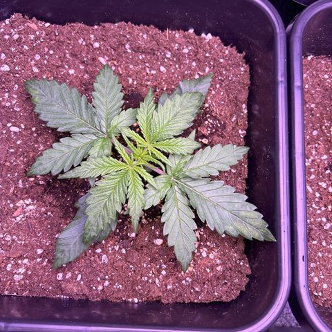 Royal Cheese Automatic growlog photo: Leicht gelbe Blätter und wellige Blätter 