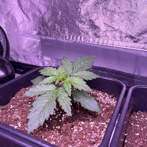 Wedding Cake Auto growlog timeline photo