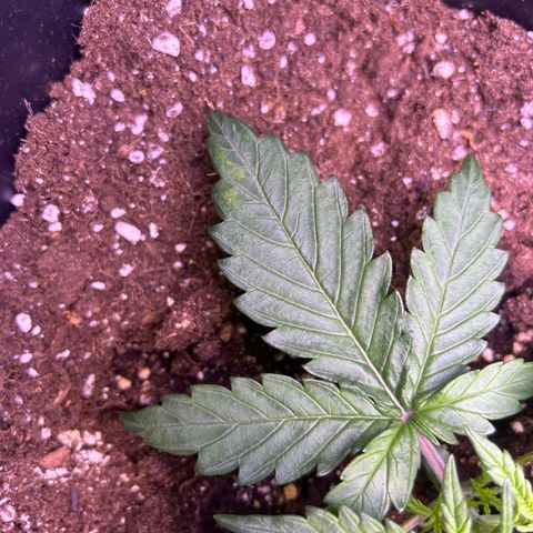 Royal Cheese Automatic growlog photo: Leicht gelbe Blätter und wellige Blätter 