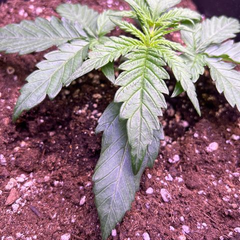 Royal Cheese Automatic growlog photo: Leicht gelbe Blätter und wellige Blätter 