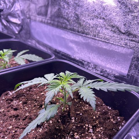 Royal Kush Automatic growlog timeline photo