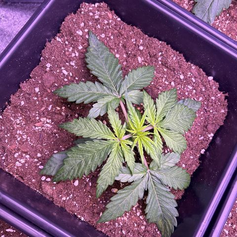 Royal Cheese Automatic growlog timeline photo