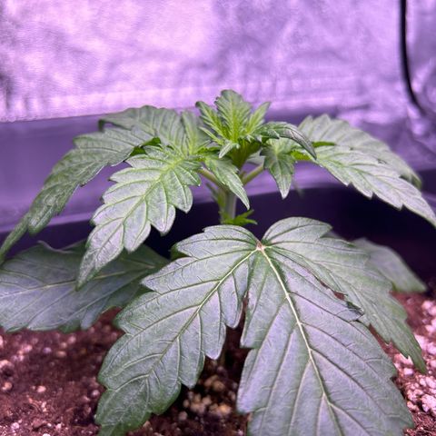 Wedding Cake Auto growlog timeline photo
