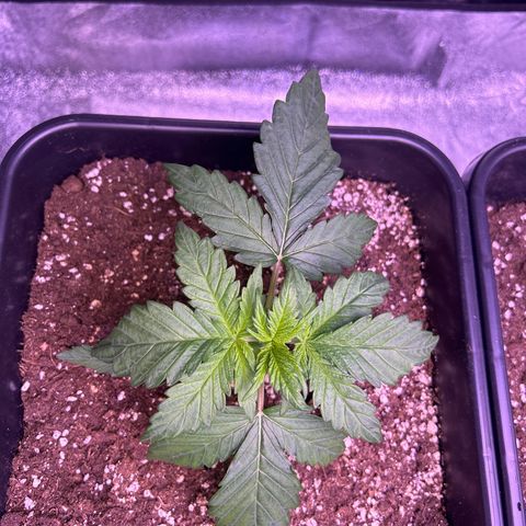 Wedding Cake Auto growlog timeline photo