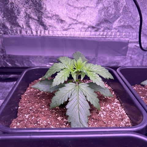 Wedding Cake Auto growlog timeline photo