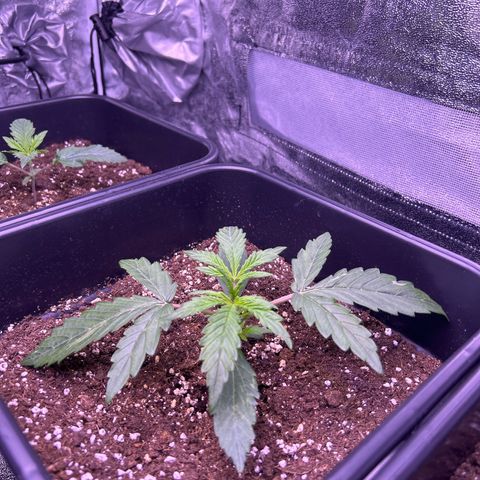 Grape Ape growlog timeline photo