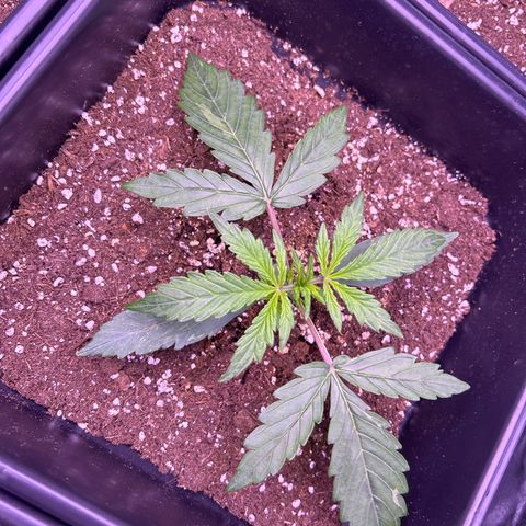 Grape Ape growlog timeline photo