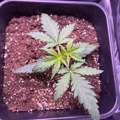 Royal Kush Automatic growlog timeline photo