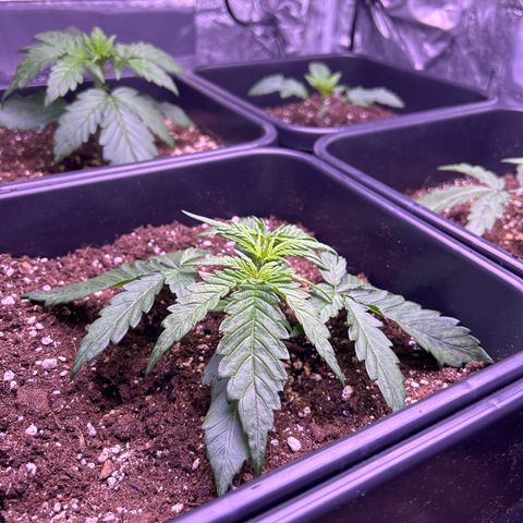 Royal Cheese Automatic growlog timeline photo