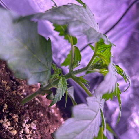 Wedding Cake Auto growlog timeline photo