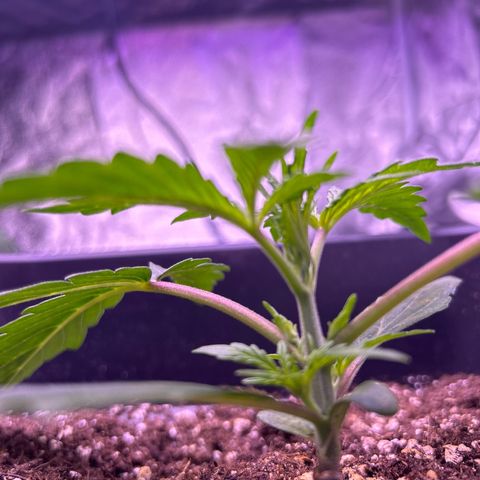 Grape Ape growlog timeline photo
