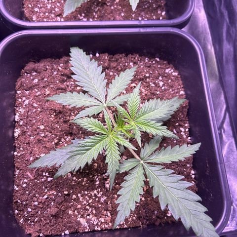 Royal Kush Automatic growlog timeline photo