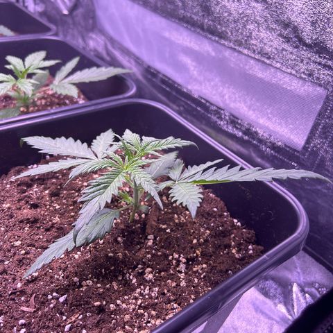 Royal Kush Automatic growlog timeline photo
