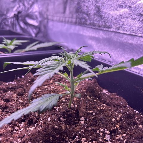 Royal Kush Automatic growlog timeline photo