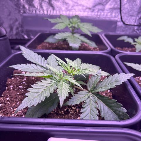 Royal Cheese Automatic growlog timeline photo