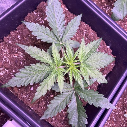 Royal Cheese Automatic growlog timeline photo