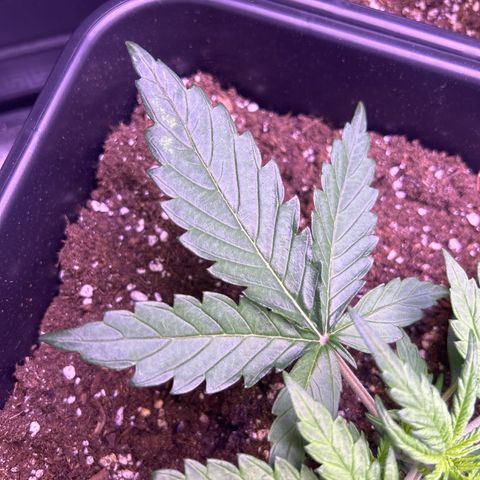 Royal Cheese Automatic growlog timeline photo