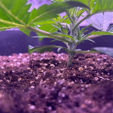 Royal Cheese Automatic growlog timeline photo