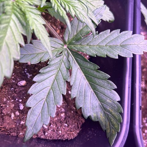 Royal Cheese Automatic growlog timeline photo